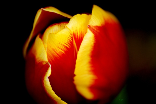 Tulip (2)